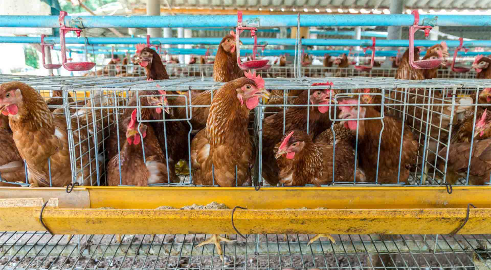 養雞基地恒溫解決方案