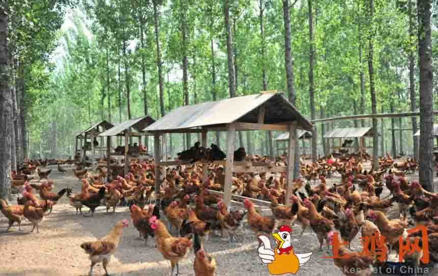 養雞基地恒溫解決方案