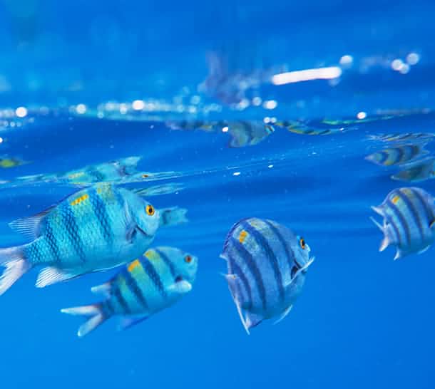 養雞基地恒溫解決方案