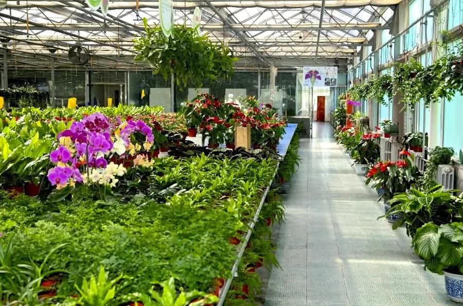 花卉大棚采用空氣能熱泵，實(shí)現(xiàn)一機(jī)多用，冬暖夏涼！